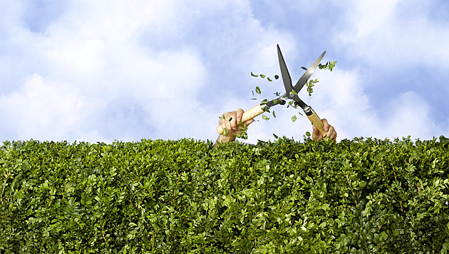 Plíseň kvůli živému plotu. Zelená hradba od sousedky nám ničí domov i život