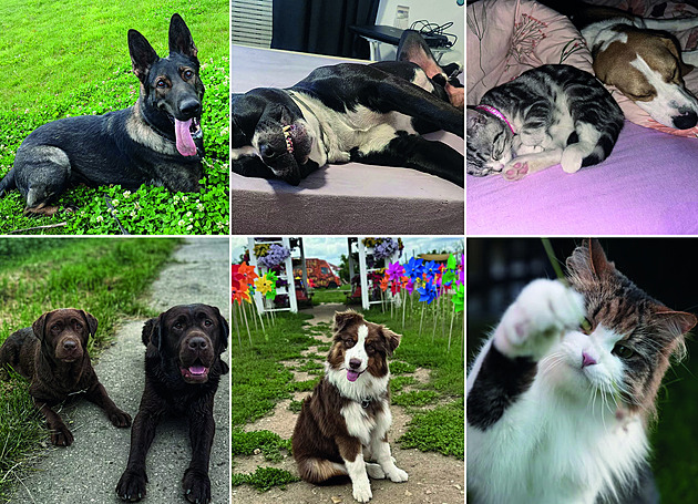 Známe výherce srpnového klání mazlíčků našich čtenářů, užijte si fotogalerii