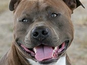 Žena neuhlídala psy, které měla na starost. Jeden z nich pokousal školačky