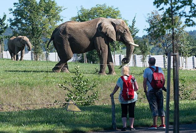 V pátek jen za stovku. Zoo chce překonat rekord a láká na lvy i nižší vstupné