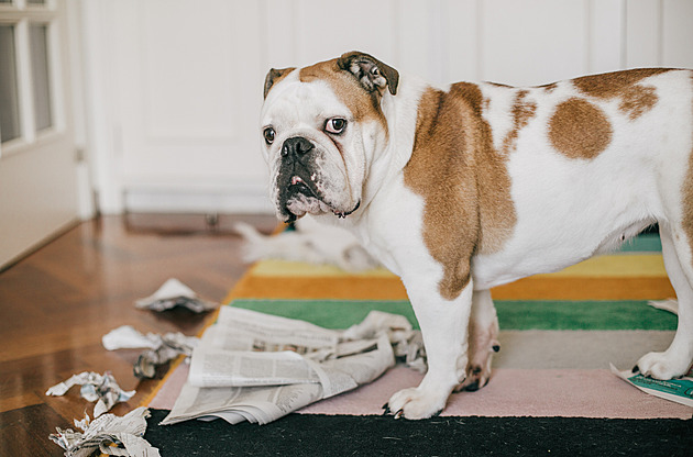 Jak naučit psa být o samotě a vyhnout se úzkosti. Lze to natrénovat