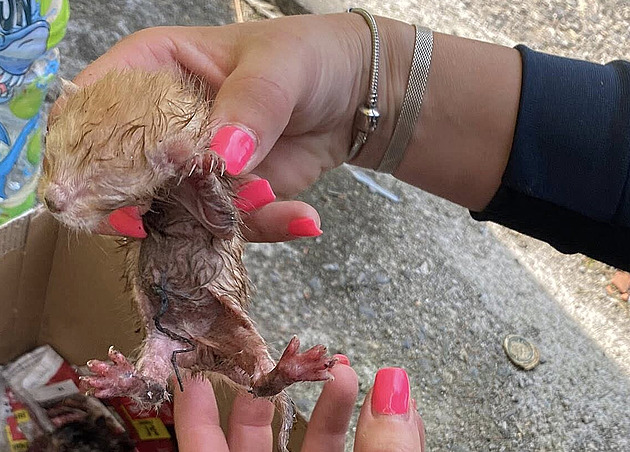 Muž hodil čerstvě narozená koťata do kontejneru na sklo, dostal podmínku