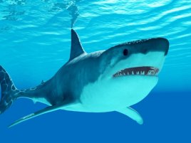 Žralok vs. neopren: Nové „nezničitelné“ obleky mohou zachraňovat životy