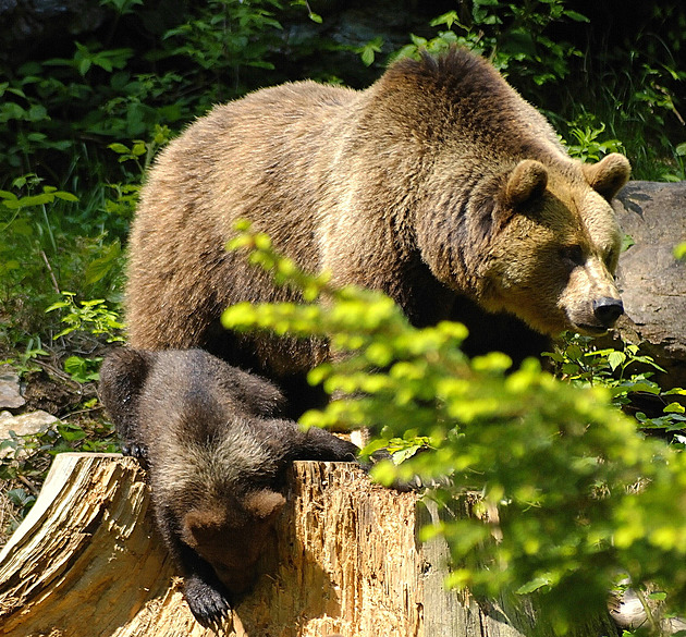 Na Vysočině prověřují oznámení o výskytu medvěda, policie nabádá k opatrnosti