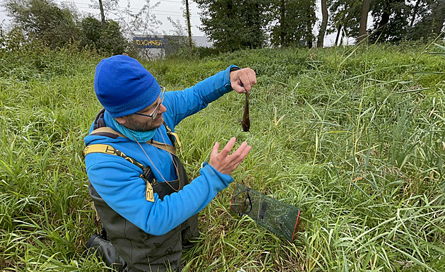 Ve vypuštěném rybníku přežije invazní sumeček 14 dní. Vědci na ně zkoušejí pasti