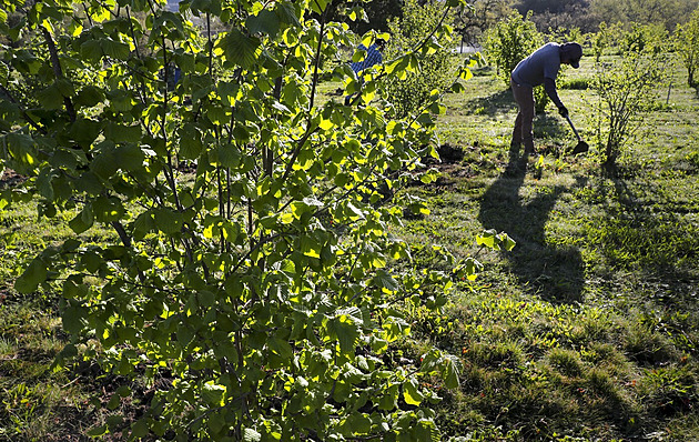 Přebytek hroznů a klesající poptávka. Kalifornští vinaři hledají cesty, jak přežít