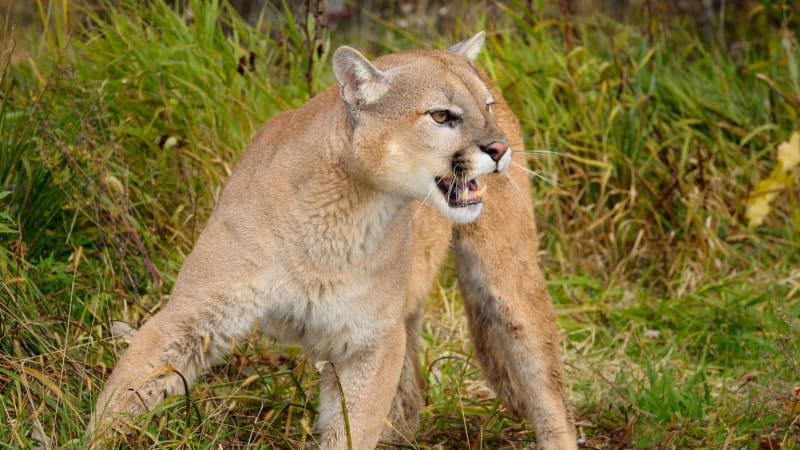Velká kočkovitá šelma na jihu Čech: Podle myslivců může jít o pumu, policie vyzývá k opatrnosti