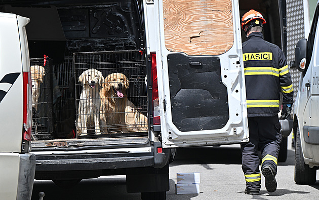 Psi byli podvyživení, jeden přišel o oko. Majitelce hrozí deset let vězení