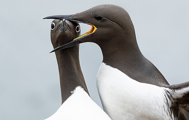 Zvířata jako komici. Mezinárodní soutěž ukazuje žertovnou přírodu