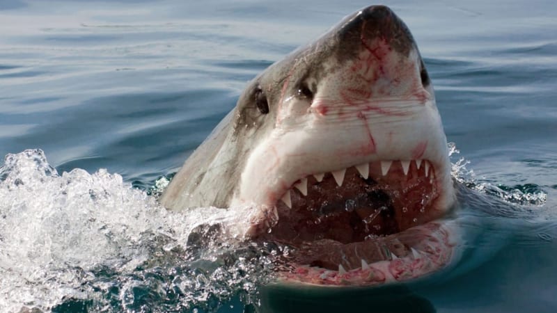 Smrtelný útok žraloka v Austrálii: Mladá žena nepřežila, muže zachránilo škrtidlo