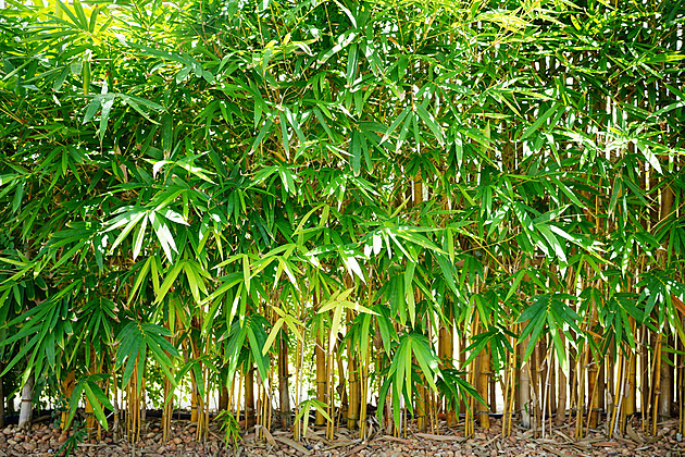 Bambus je odolný soupeř, táhne se od souseda a ničí vše. Víme, jak ho zničit