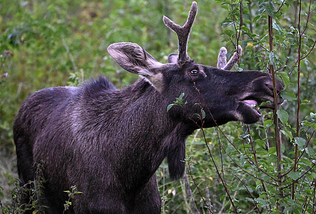 Los Emil se stal v Rakousku slovem roku, u mladých zabodoval výraz „6 7“
