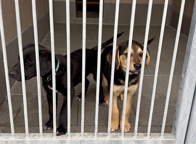 Kyjov zrušil záchytnou stanici pro psy, aby mohl na náměstí odpálit ohňostroj