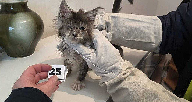 Žena v bytě zanedbávala 45 koček. Inspektorku při kontrole kopla do hlavy