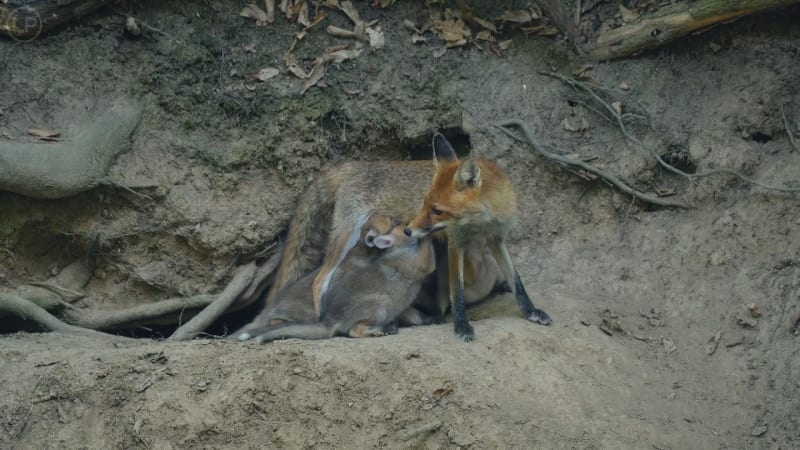 Spor o norování lišek: Zbytečně krutá metoda, nebo nutné zlo? Neshodnou se ani vládní politici