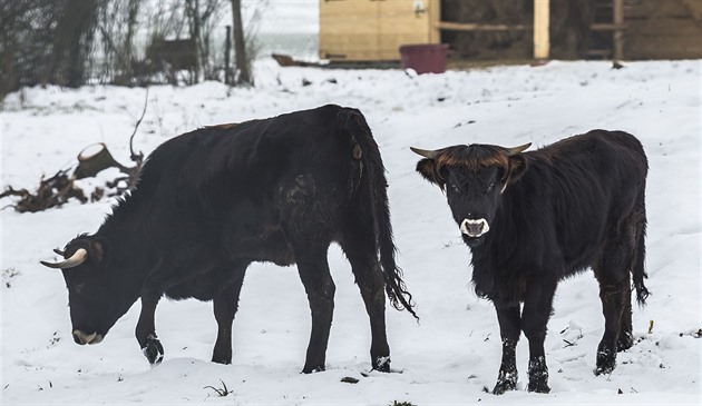 Škole ve Francii scházely děti, hrozily škrty. Vesničané doplnili třídu kravami