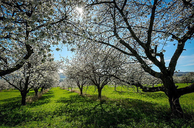 Jaké počasí přinesou tři zmrzlí? Meteorologové varují před extrémem